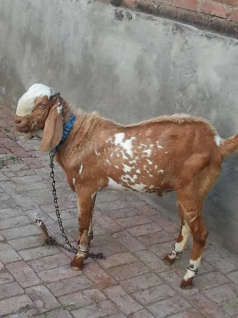 bakra